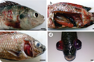 Fish disease close-up