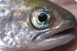 Fish disease close-up