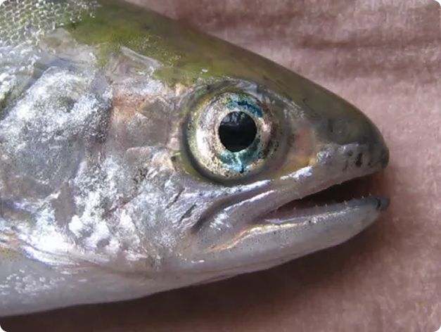 Blue eye - characteristic of Aeromonas infection 