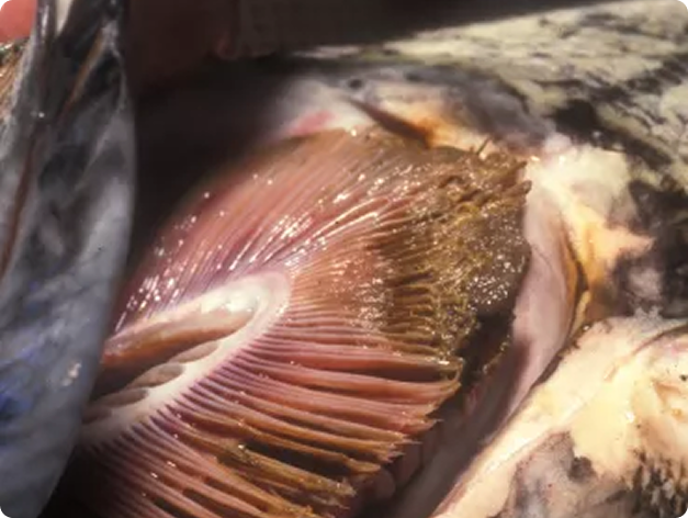Gill Necrosis Due to Columnaris in Chinook Salmon
