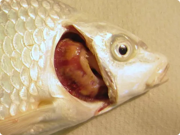 Yellow Discoloration of Gills Due to Heavy Flavobacterium columnare Infection in Koi Carp