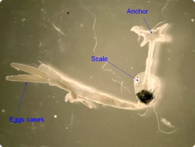 Adult Anchor Worm with Main Parts Annotated