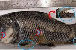 Fish disease close-up