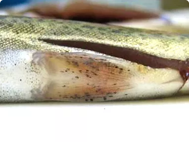 Black Spots on Fin are Neascus