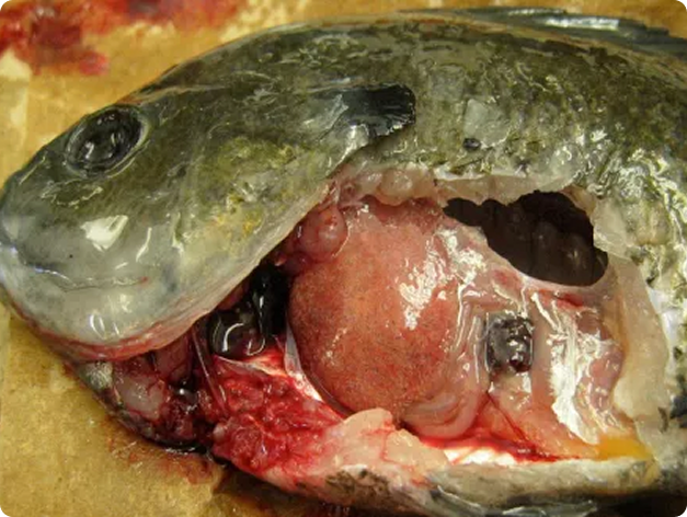 Bluegill with Heavy Infection of White Grub in Its Live