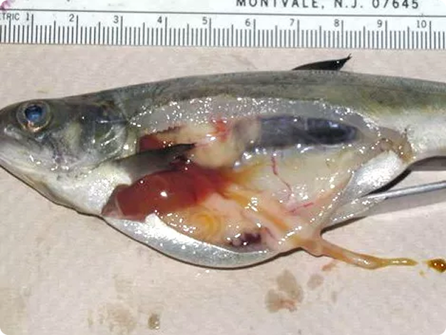 Chinook salmon with inflamed kidney due to BKD