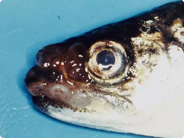 Clinical Signs of Oncorhynchus Masou Virus (OMV)