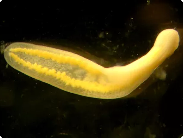 Clinostomum Metacercaria After Emerging from the Fish Host