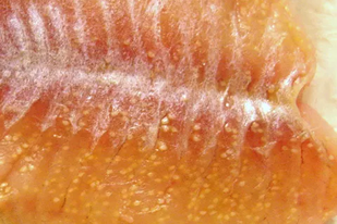 Fish disease close-up