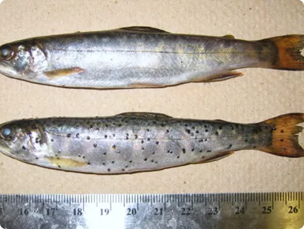 Comparison of Normal Fish (Top) and Fish Infected with Neascus (Bottom - Spots)