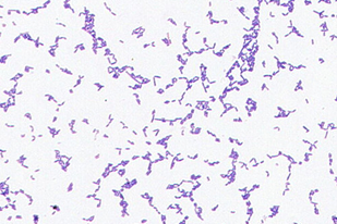 Fish disease close-up