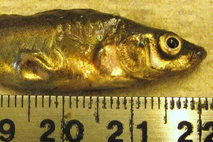 Fish disease close-up