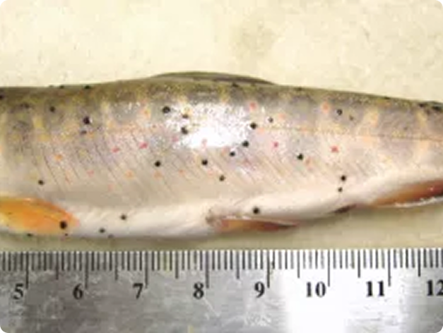 Fish Infected with Neascus (Spots)