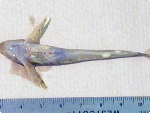 Glugea