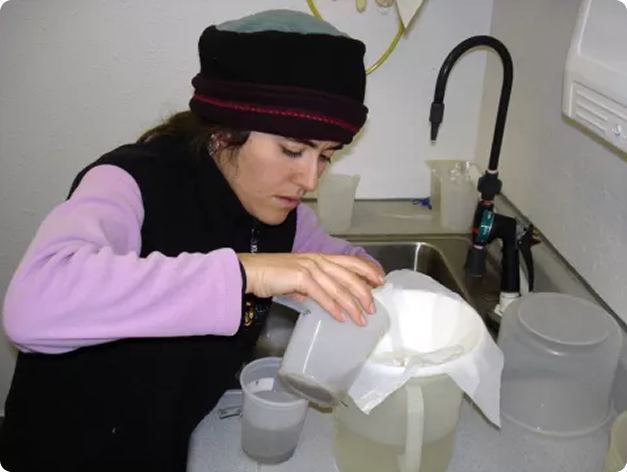 Grad Student Leyla Arsan Using Water Filtration to Detect M. cerebralis Triactinomyxon Spores Produced by a Culture of Tubifex Worms