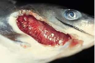Fish disease close-up