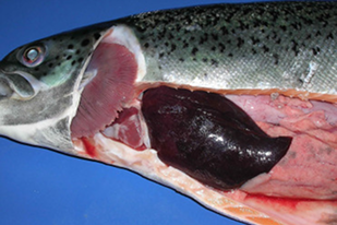Fish disease close-up