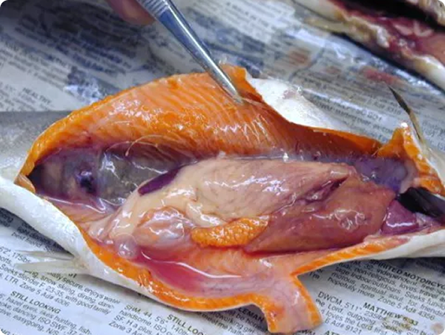Inflamed kidney (at left) due to BKD. White pustules are also visible