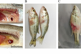 Fish disease close-up