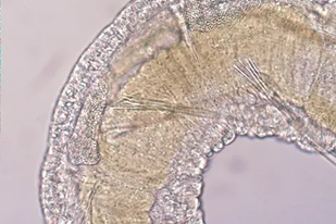 Fish disease close-up