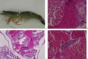 Fish disease close-up