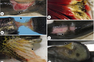 Fish disease close-up