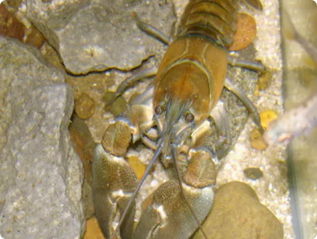 Fish disease close-up
