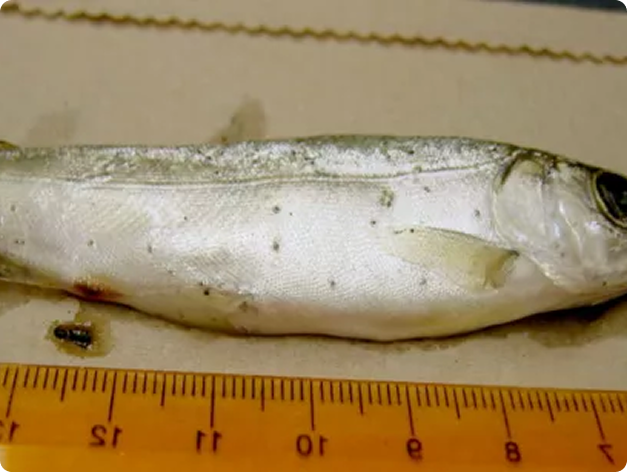Neascus (Spots) on Surface of Fish