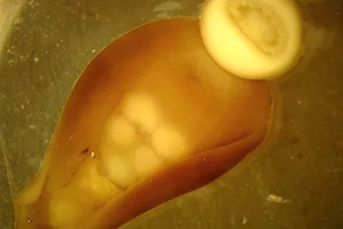 Fish disease close-up