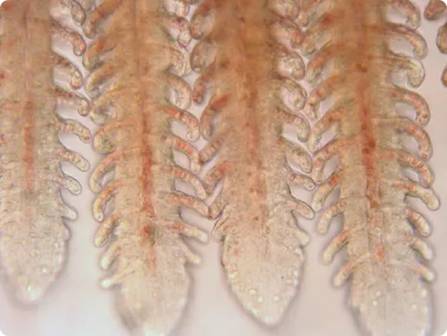 Fish disease close-up