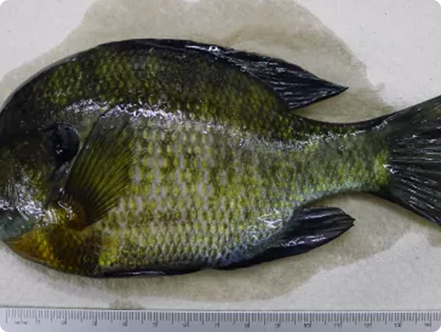 Fish disease close-up