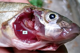 Fish disease close-up