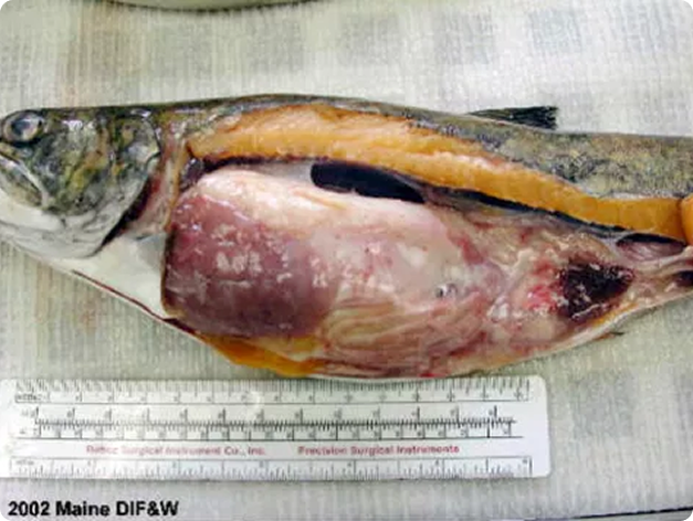 Philonema Nematodes in Mesenterial Membranes of Trout
