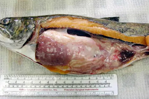 Fish disease close-up