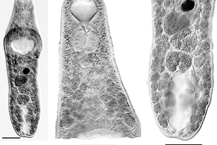 Fish disease close-up