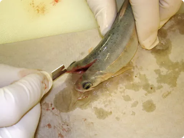 Rainbow Trout Being Sectioned for Myxobolus cerebralis Detection