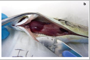 Fish disease close-up