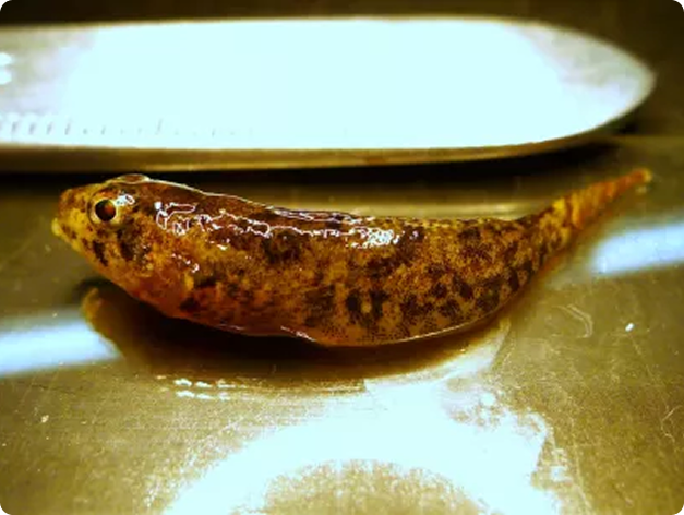 Fish disease close-up