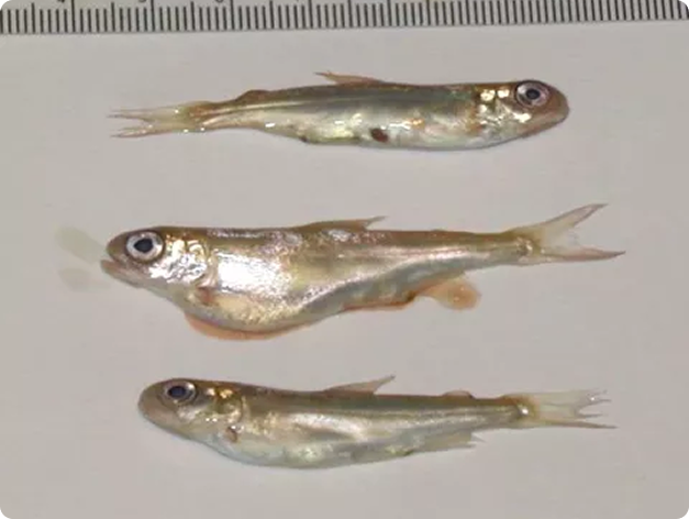 Small fish with inflamed kidneys due to BKD