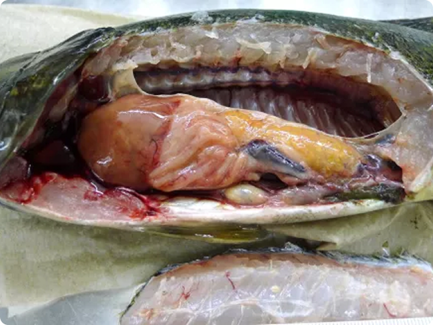 Fish disease close-up
