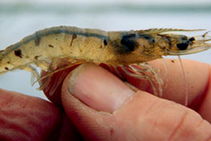 Fish disease close-up