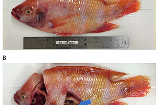 Fish disease close-up