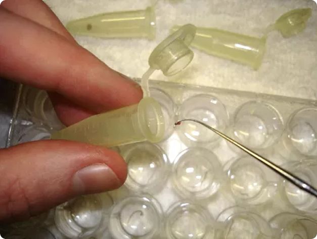 Tubifex Worm Being Placed into Tube for Myxobolus cerebralis Assay