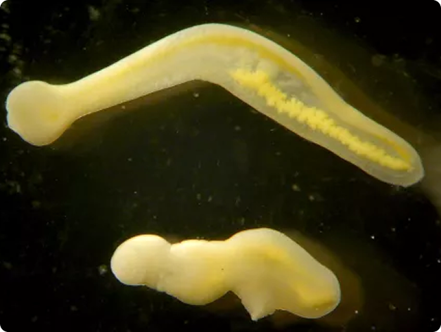 Two Clinostomum Metacercariae After Emerging from Their Fish Host
