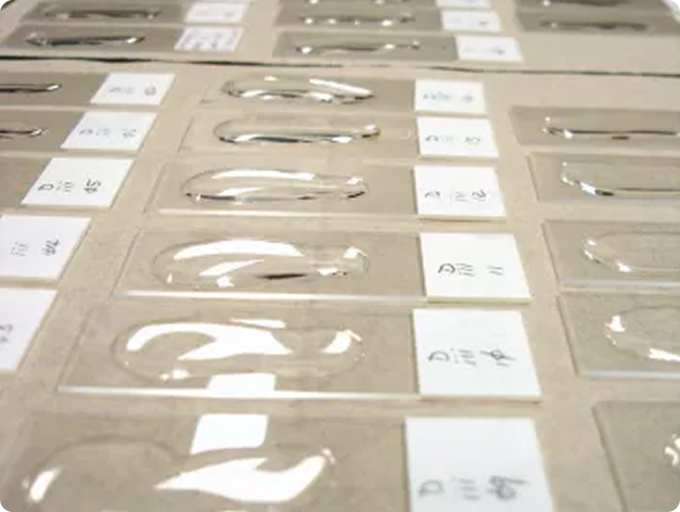 Waterborne Actinospores Being Dried onto Glass Slides for Later Detection and Enumeration After Staining