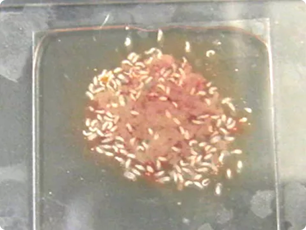 White Grubs in Fresh Tissue Squash
