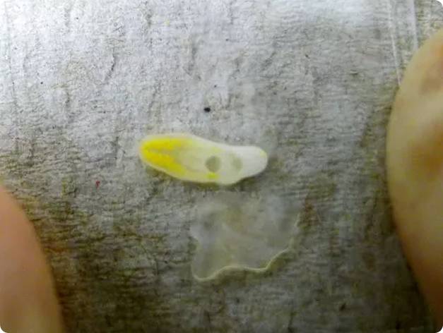 Yellow Grub Compressed Under Glass