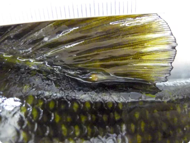 Yellow Grub at Base of Dorsal Fin of Smallmouth Bass