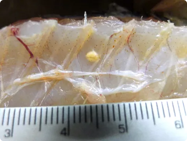 Yellow Grub in Muscle of Smallmouth Bass